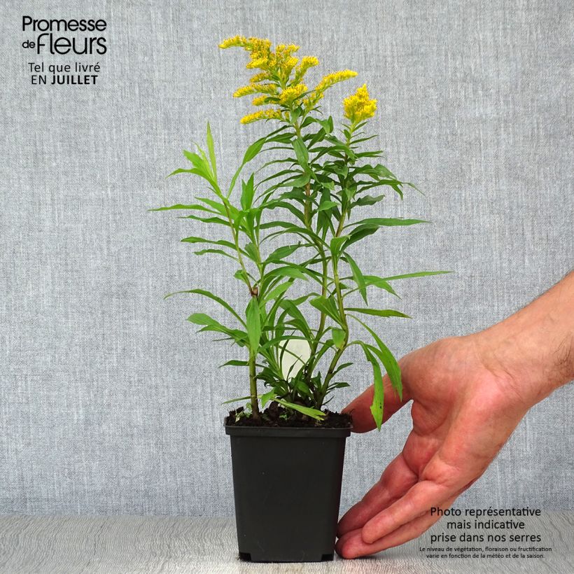 Ejemplar de Solidago Strahlenkrone - Vara de oro Maceta de 8/9 cm entregado en verano