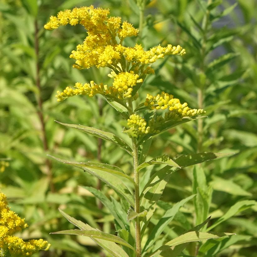Solidago canadensis Golden Baby - Vara de oro (Porte)