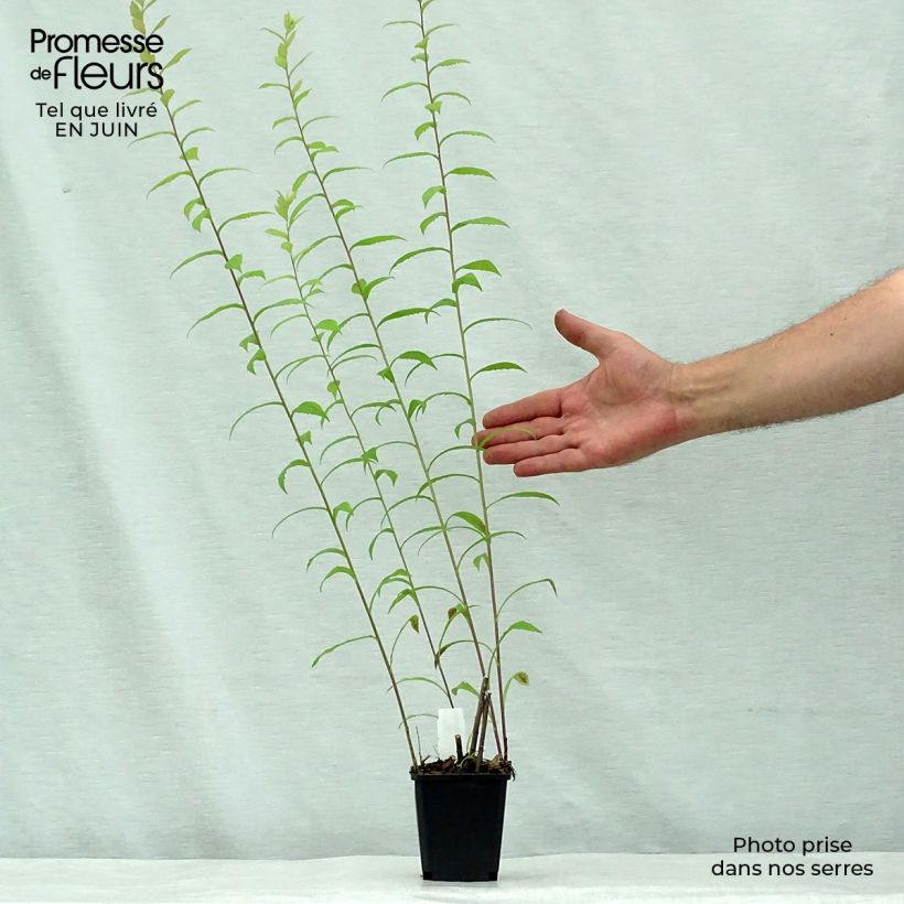 Ejemplar de Solidago rugosa Maceta de 8/9 cm entregado en verano