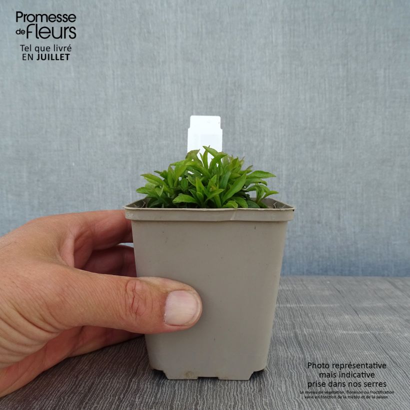 Ejemplar de Solidago virgaurea Minutissima - Vara de oro Maceta de 8/9 cm entregado en verano
