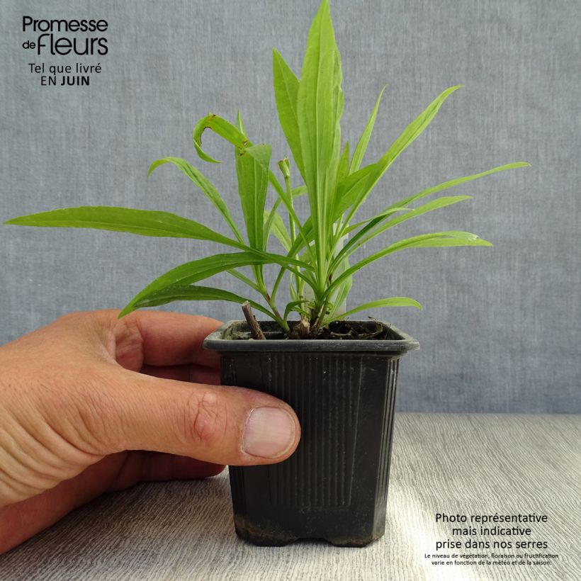 Ejemplar de Solidaster luteus Lemore Maceta de 8/9 cm entregado en verano