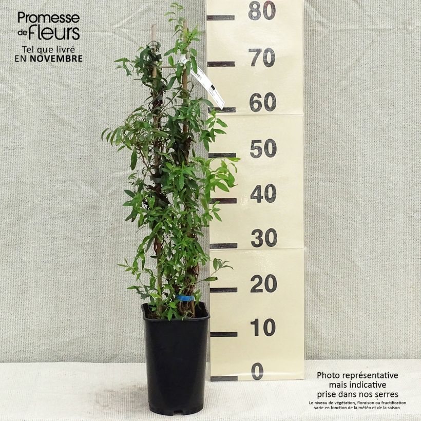 Ejemplar de Sollya heterophylla - Campanita azul Maceta 3L/4L entregado en otoño