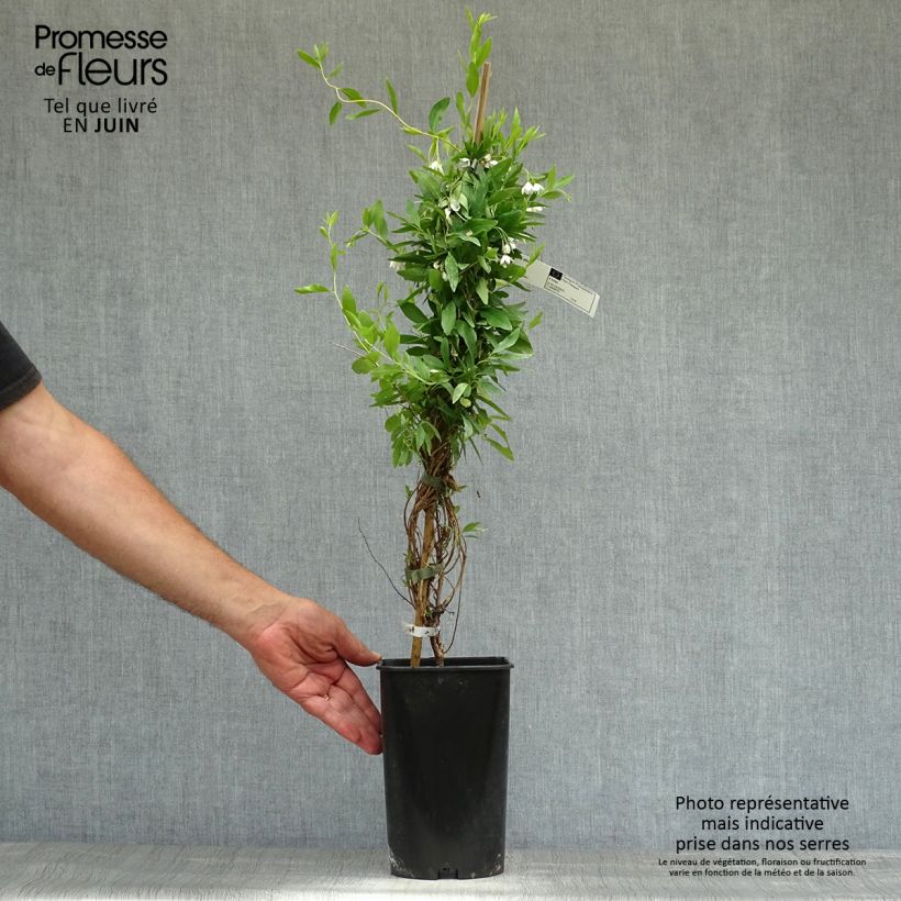 Ejemplar de Sollya heterophylla Alba azul Maceta 3L/4LAltura de entrega aprox. 60/70cm entregado en verano