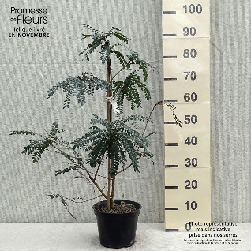 Ejemplar de Sophora microphylla Sun King - Sófora Maceta 2L/3L entregado en otoño