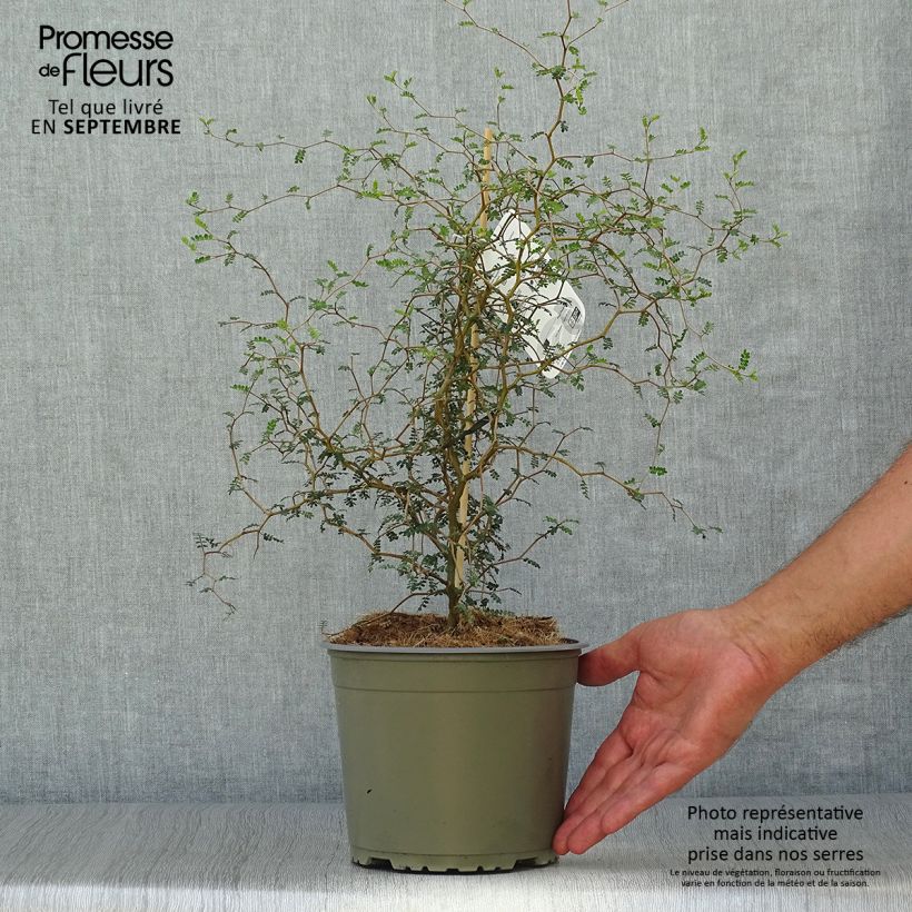 Ejemplar de Sophora prostrata Little Baby - Sófora Maceta 1,5L/2LAltura de entrega aprox. 40/50cm entregado en otoño