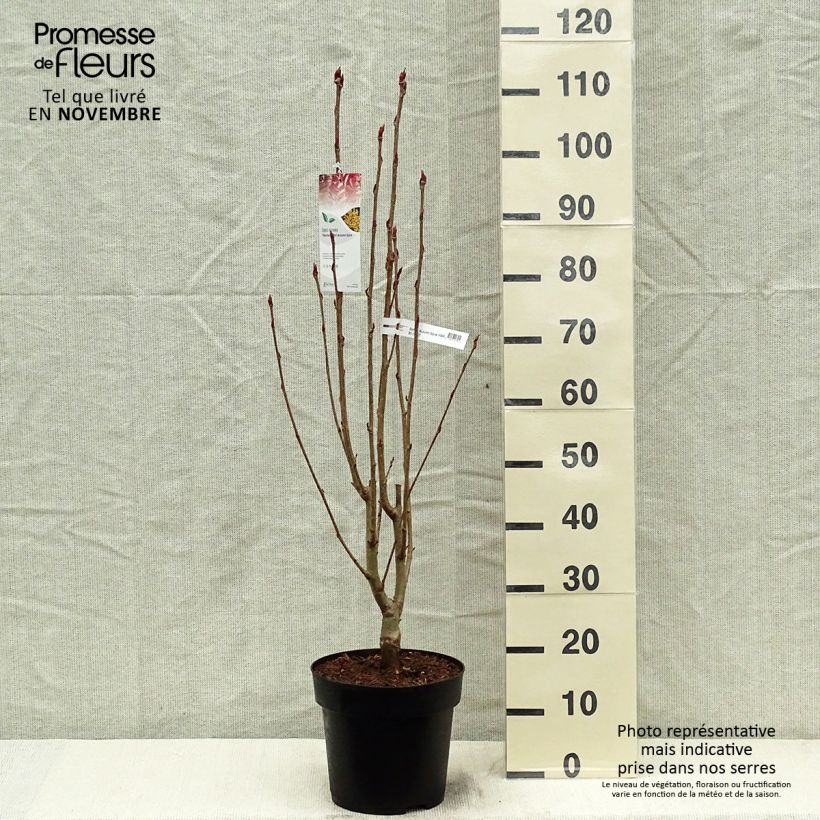 Ejemplar de Sorbus aucuparia Autumn Spire - Serbal de cazadores Maceta 4L/5L entregado en otoño