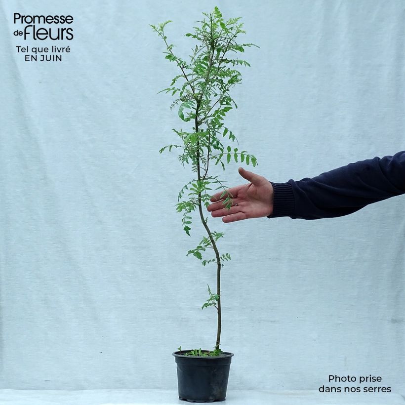 Ejemplar de Sorbus aucuparia - Serbal de cazadores Maceta 2L/3LAltura de entrega aprox. 30/40cm entregado en verano