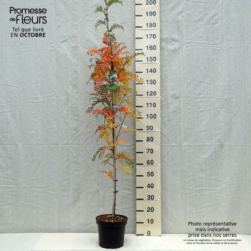 Ejemplar de Sorbus scalaris - Serbal Maceta 7,5L/10L entregado en otoño