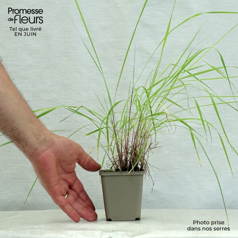 Ejemplar de Sorghastrum nutans Sioux Blue - Plumilla nodosa Maceta de 8/9 cm entregado en verano