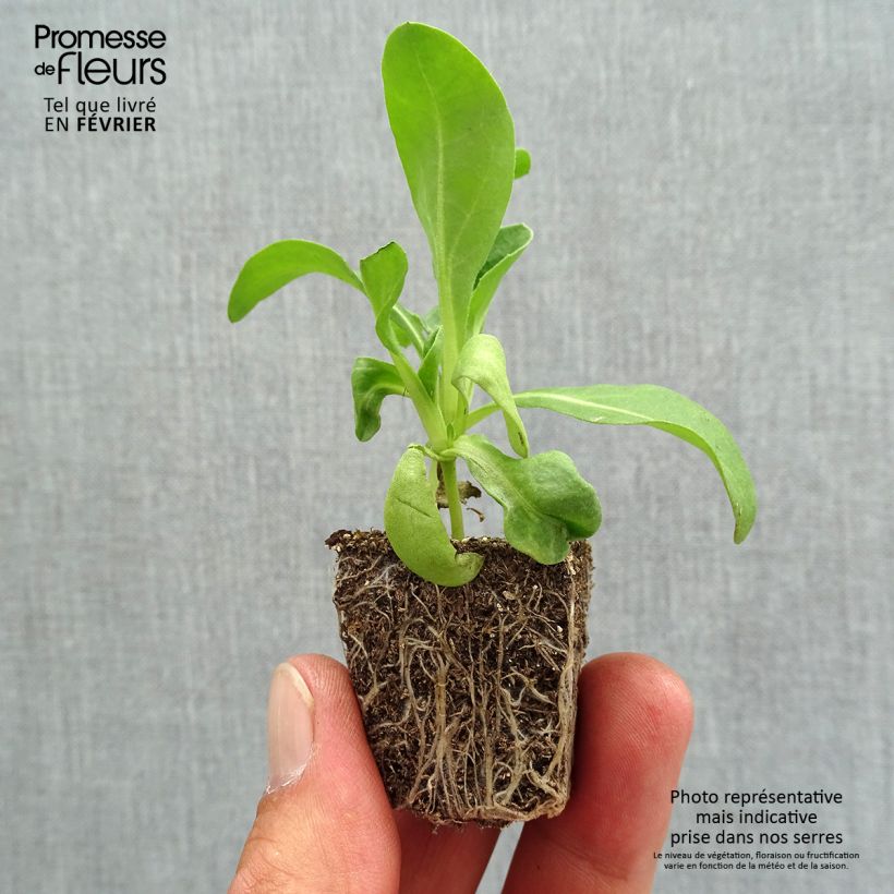 Ejemplar de Calendula officinalis Gitane Orange Bandeja de semillero: cepellón 3,8 cm x 3,2 cm en bandeja de cultivo por 16 entregado en otoño