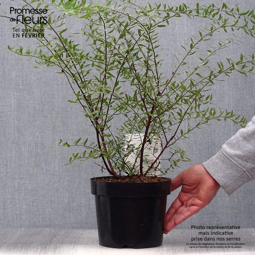Ejemplar de Espirea arguta Alba Maceta 3L/4L entregado en otoño