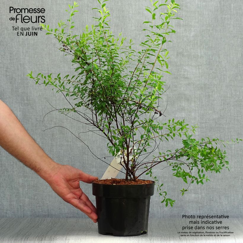 Ejemplar de Espirea arguta Alba Maceta 3L/4LAltura de entrega aprox. 40/50cm entregado en verano