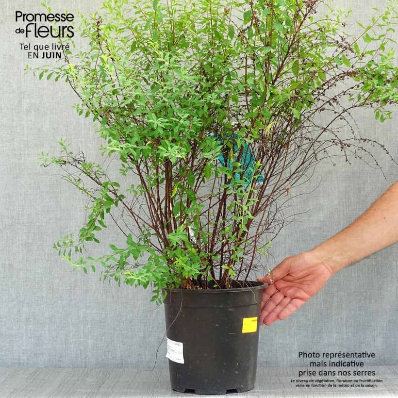 Ejemplar de Espirea arguta Alba Maceta 7,5L/10LAltura de entrega aprox. 60/80cm entregado en verano