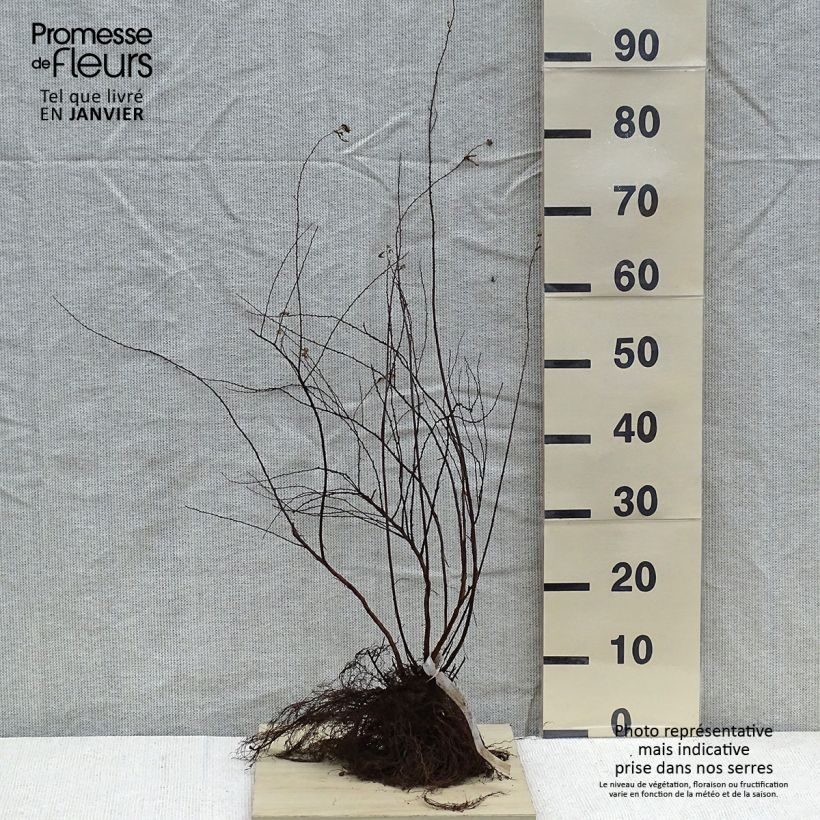 Espirea arguta Alba Raíces desnudasAltura de entrega aprox. 40/60cm Ejemplar entregado en invierno