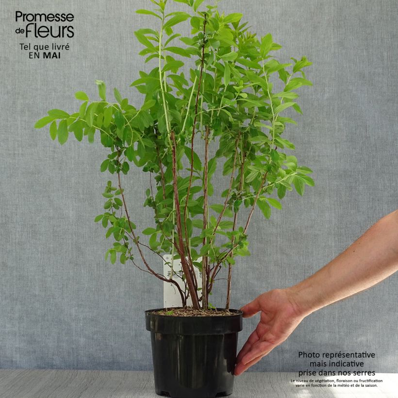 Espirea billiardii Maceta 3L/4LAltura de entrega aprox. 40+cm Ejemplar entregado en la primavera