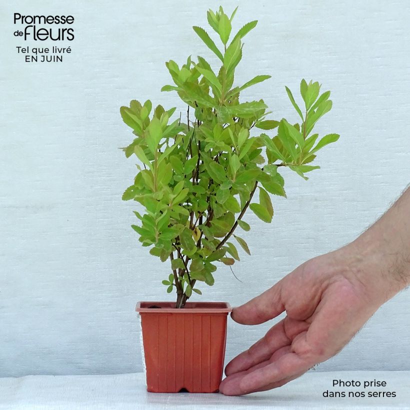Ejemplar de Espirea billiardii Maceta de 8/9 cmAltura de entrega aprox. 10/15cm entregado en verano