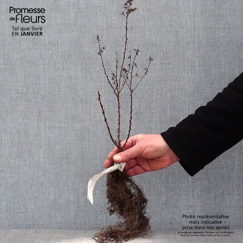 Espirea billiardii Raíces desnudasAltura de entrega aprox. 40/60cm Ejemplar entregado en invierno
