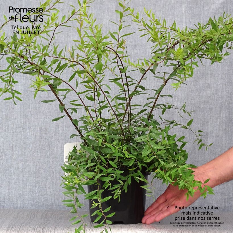 Ejemplar de Espirea cinerea Graciosa Maceta 2L/3L entregado en verano