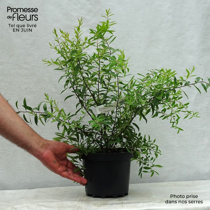 Ejemplar de Espirea cinerea Grefsheim Maceta 3L/4L entregado en verano