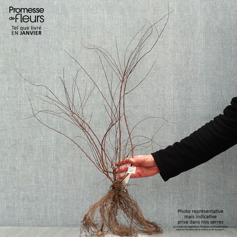 Espirea cinerea Grefsheim Raíces desnudas Ejemplar entregado en invierno