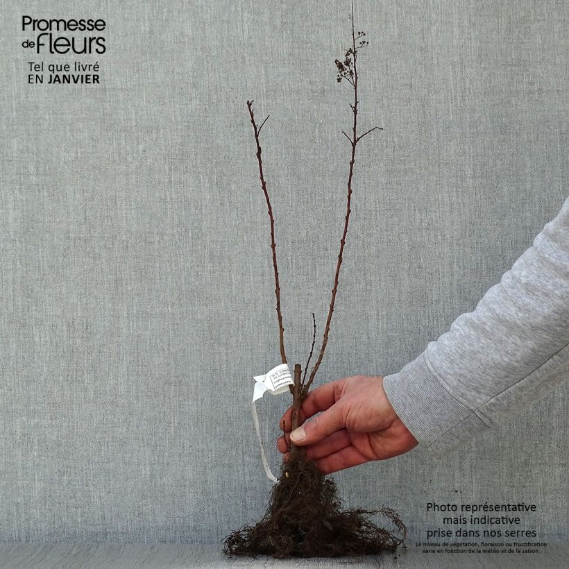Espirea douglasii Raíces desnudasAltura de entrega aprox. 60/90cm Ejemplar entregado en invierno