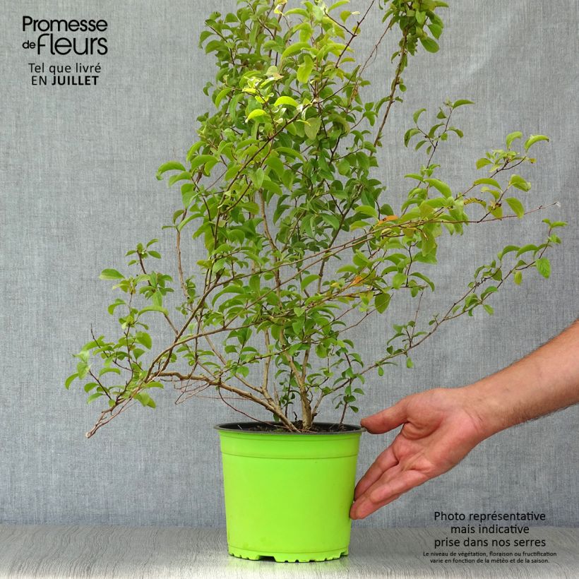 Ejemplar de Espirea prunifolia Plena Maceta 2L/3LAltura de entrega aprox. 50/60cm entregado en verano