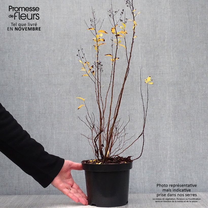 Ejemplar de Espirea prunifolia Maceta 2L/3L entregado en otoño