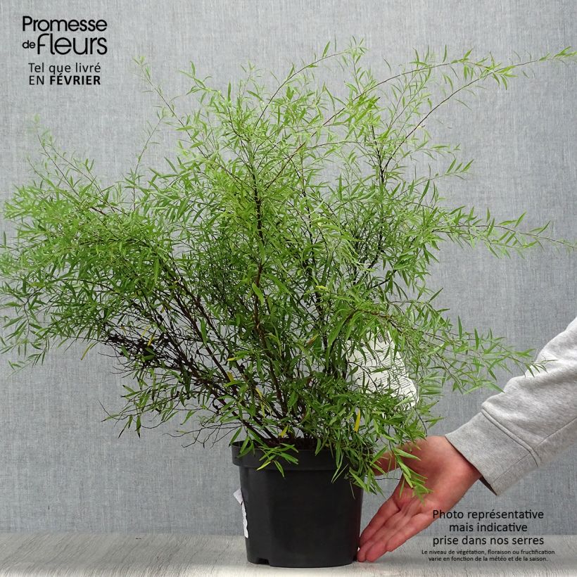 Ejemplar de Espirea thunbergii Maceta 3L/4L entregado en otoño