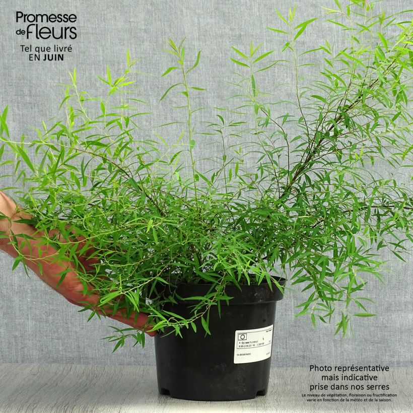 Ejemplar de Espirea thunbergii Maceta 3L/4LAltura de entrega aprox. 30/40cm entregado en verano