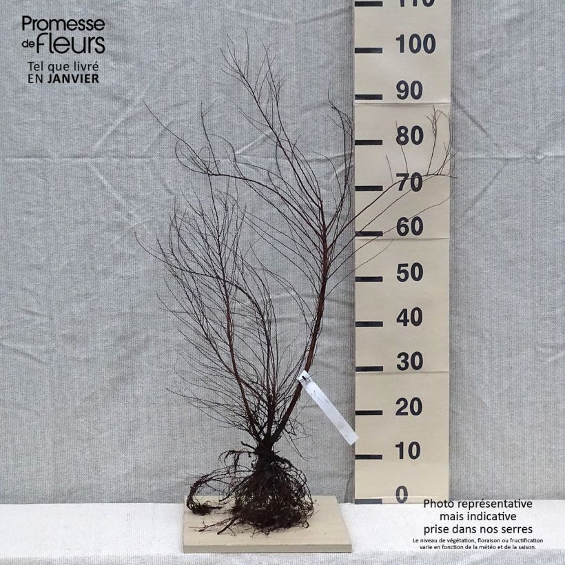 Espirea thunbergii Raíces desnudasAltura de entrega aprox. 40/60cm Ejemplar entregado en invierno