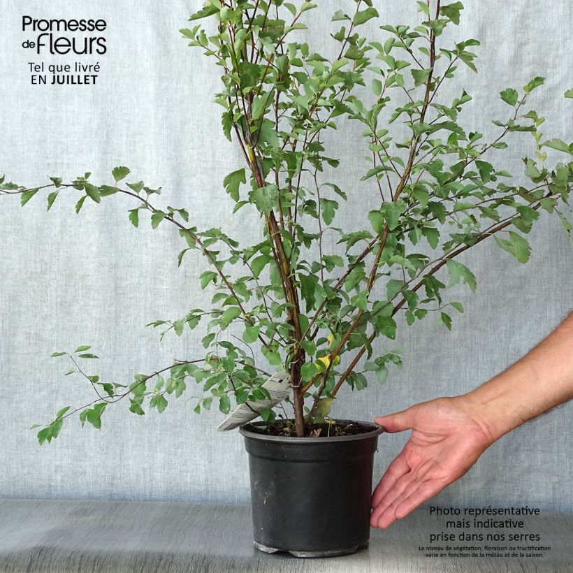 Ejemplar de Espirea vanhouttei - Espírea Maceta 2L/3LAltura de entrega aprox. 25/30cm entregado en verano