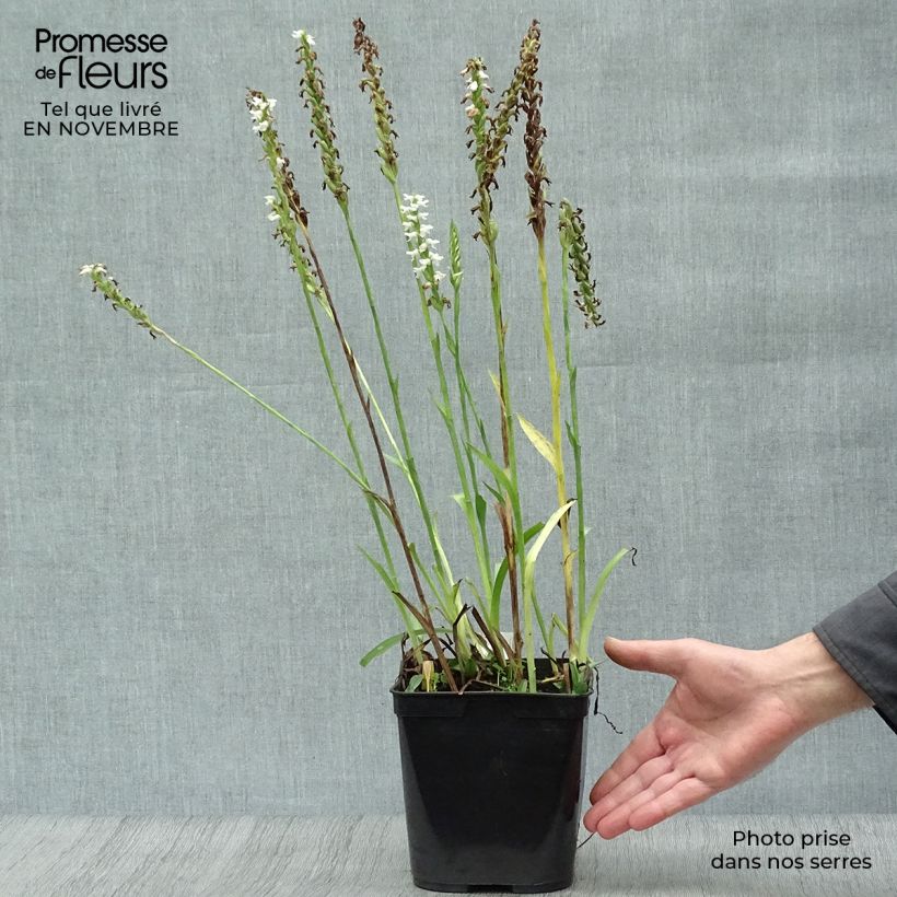 Ejemplar de Spiranthes cernua var odorata Chadd's Ford Maceta 2L/3L entregado en otoño