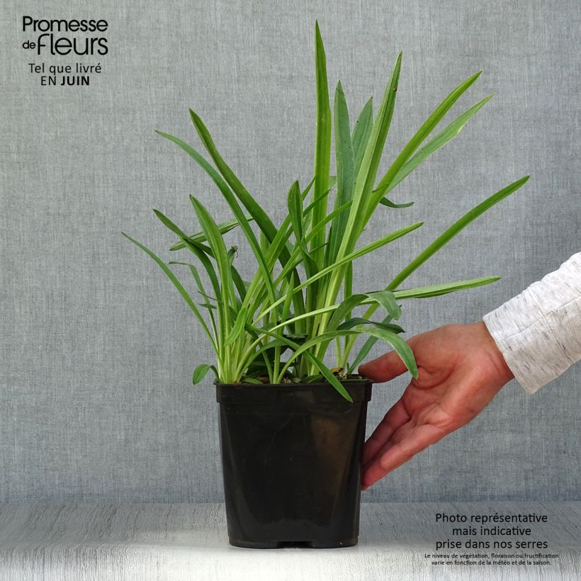 Ejemplar de Spiranthes cernua var odorata Chadd's Ford Maceta 2L/3L entregado en verano