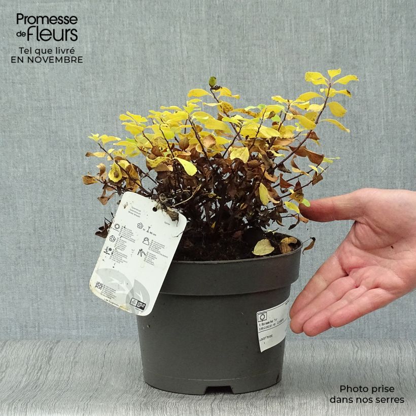 Ejemplar de Espirea betulifolia Tor Maceta 3L/4L entregado en otoño
