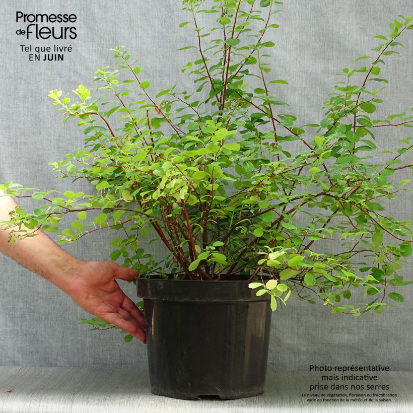 Ejemplar de Espirea betulifolia Tor Maceta 7,5L/10LAltura de entrega aprox. 50+cm entregado en verano