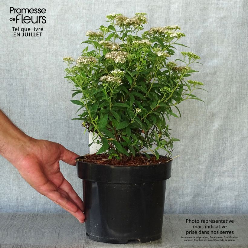 Ejemplar de Espirea japonica Albiflora - Espirea del Japón Maceta 2L/3LAltura de entrega aprox. 20/30cm entregado en verano