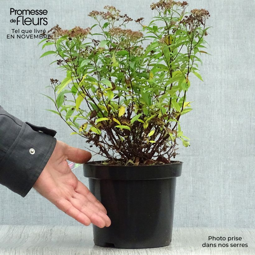Ejemplar de Espirea japonica Anthony Waterer - Espirea del Japón Maceta 3L/4L entregado en otoño