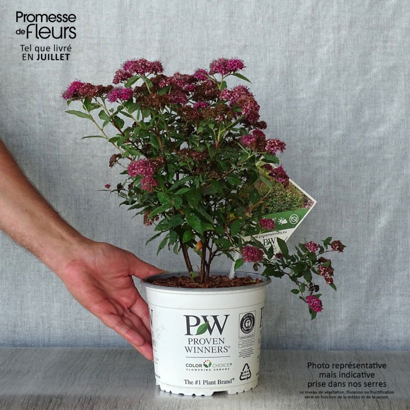Ejemplar de Espirea japonica Double Play Artist - Espirea del Japón Maceta 2L/3L entregado en verano