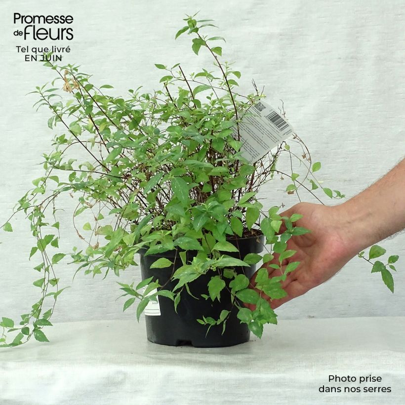 Ejemplar de Espirea japonica Firelight - Espirea del Japón Maceta 3L/4L entregado en verano