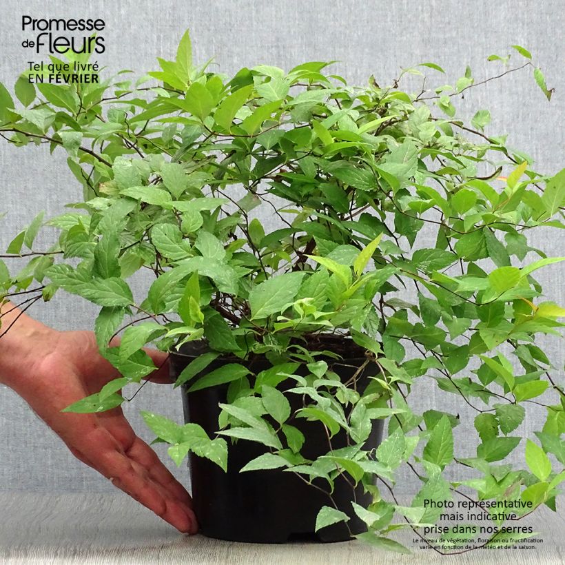 Ejemplar de Espirea japonica Goldflame - Espirea del Japón Maceta 2L/3L entregado en otoño