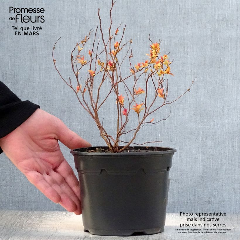 Espirea japonica Goldflame - Espirea del Japón Maceta 1L/1,5LAltura de entrega aprox. 20/25cm Ejemplar entregado en la primavera