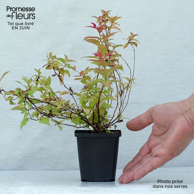 Ejemplar de Espirea japonica Goldflame - Espirea del Japón Maceta de 8/9 cmAltura de entrega aprox. 10/15cm entregado en verano