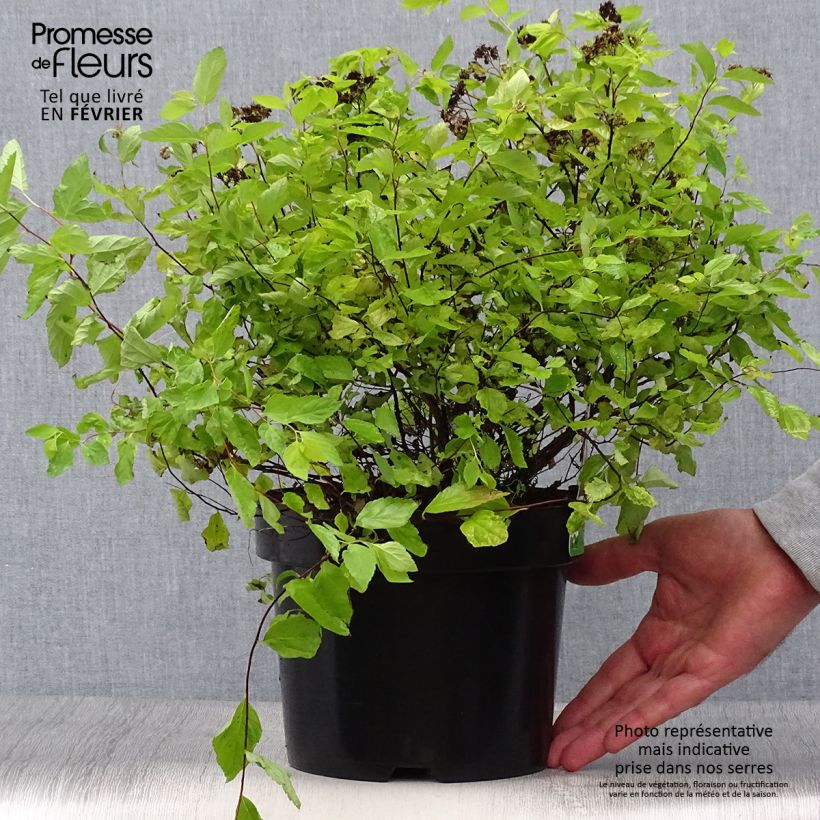 Ejemplar de Espirea japonica Goldmound - Espirea del Japón Maceta 2L/3L entregado en otoño