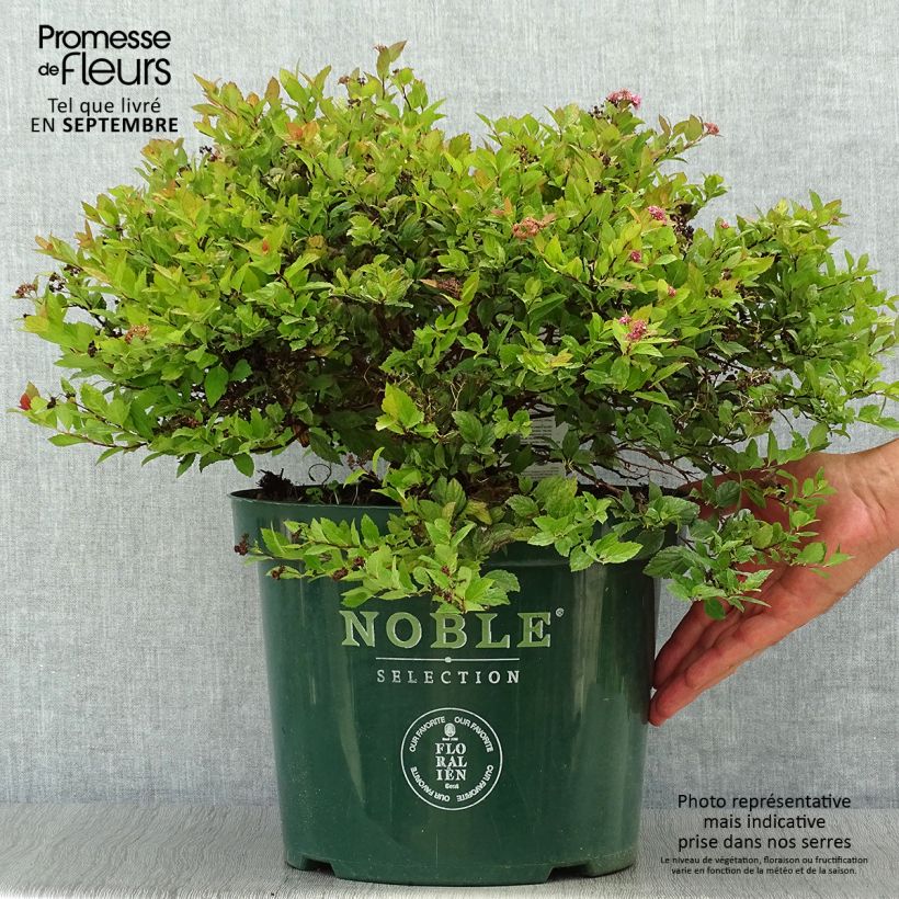 Ejemplar de Espirea japonica Magic Carpet - Espirea del Japón Maceta 4L/5L entregado en otoño