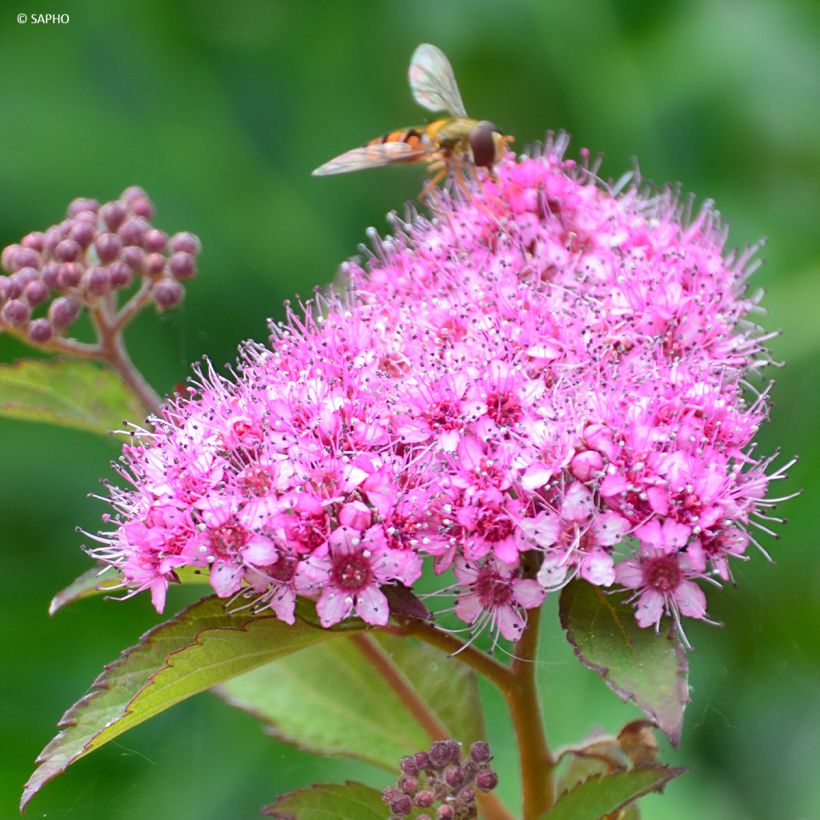 Espirea japonica Merlo Green - Espirea del Japón (Floración)