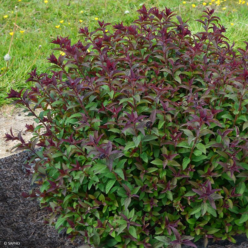 Espirea japonica Merlo Green - Espirea del Japón (Porte)