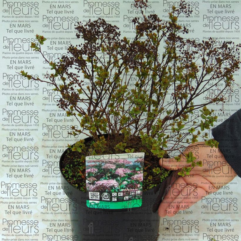 Ejemplo de ejemplar de Espirea japonica Nana - Espirea del Japón Maceta 3L/4LAltura de entrega aprox. 30/40cm tal y como se entrega
