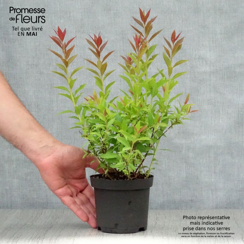 Espirea japonica Shirobana Genpei - Espirea del Japón Maceta 1L/1,5LAltura de entrega aprox. 20/25cm Ejemplar entregado en la primavera