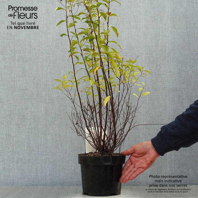 Ejemplar de Espirea japonica Shirobana Genpei - Espirea del Japón Maceta 2L/3L entregado en otoño