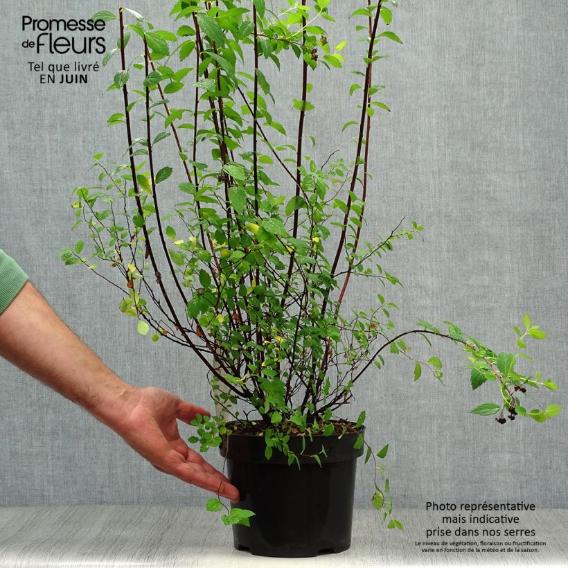 Ejemplar de Espirea japonica Sparkling Champagne - Espirea del Japón Maceta 3L/4LAltura de entrega aprox. 30/40cm entregado en verano